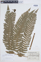 Cyathea spectabilis image