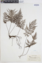 Abrodictyum rigidum image
