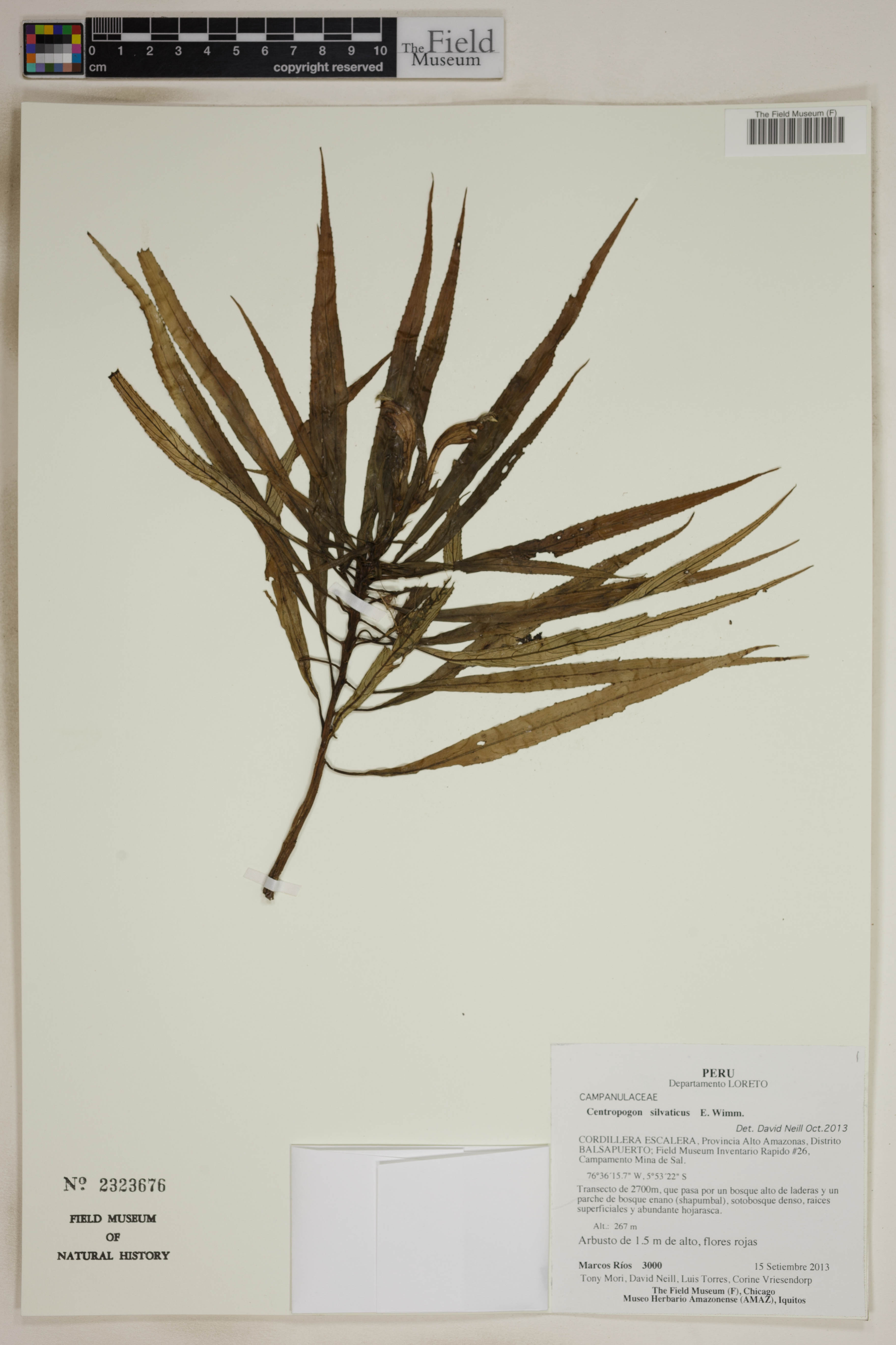 Centropogon silvaticus image