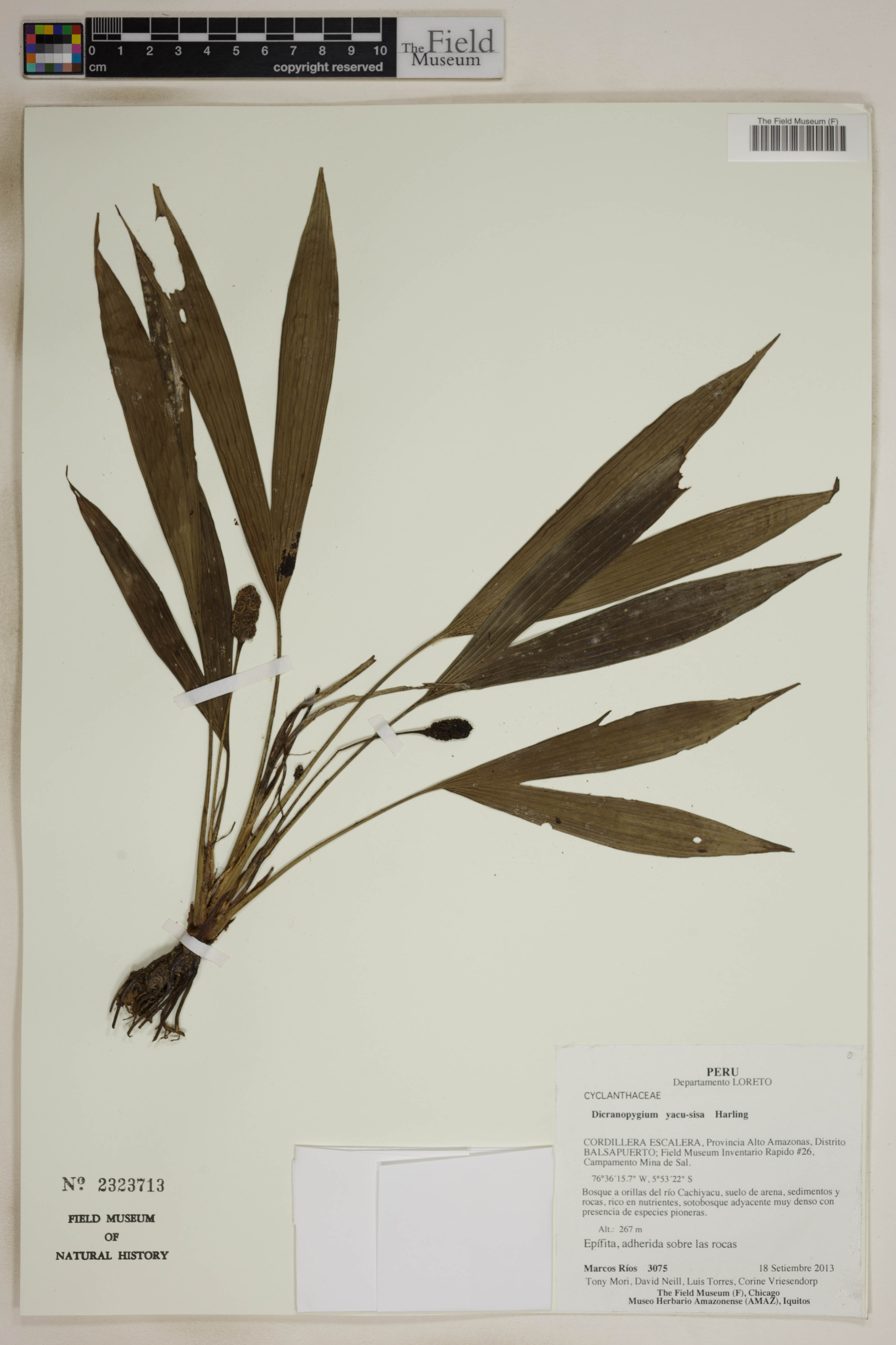 Dicranopygium yacu-sisa image