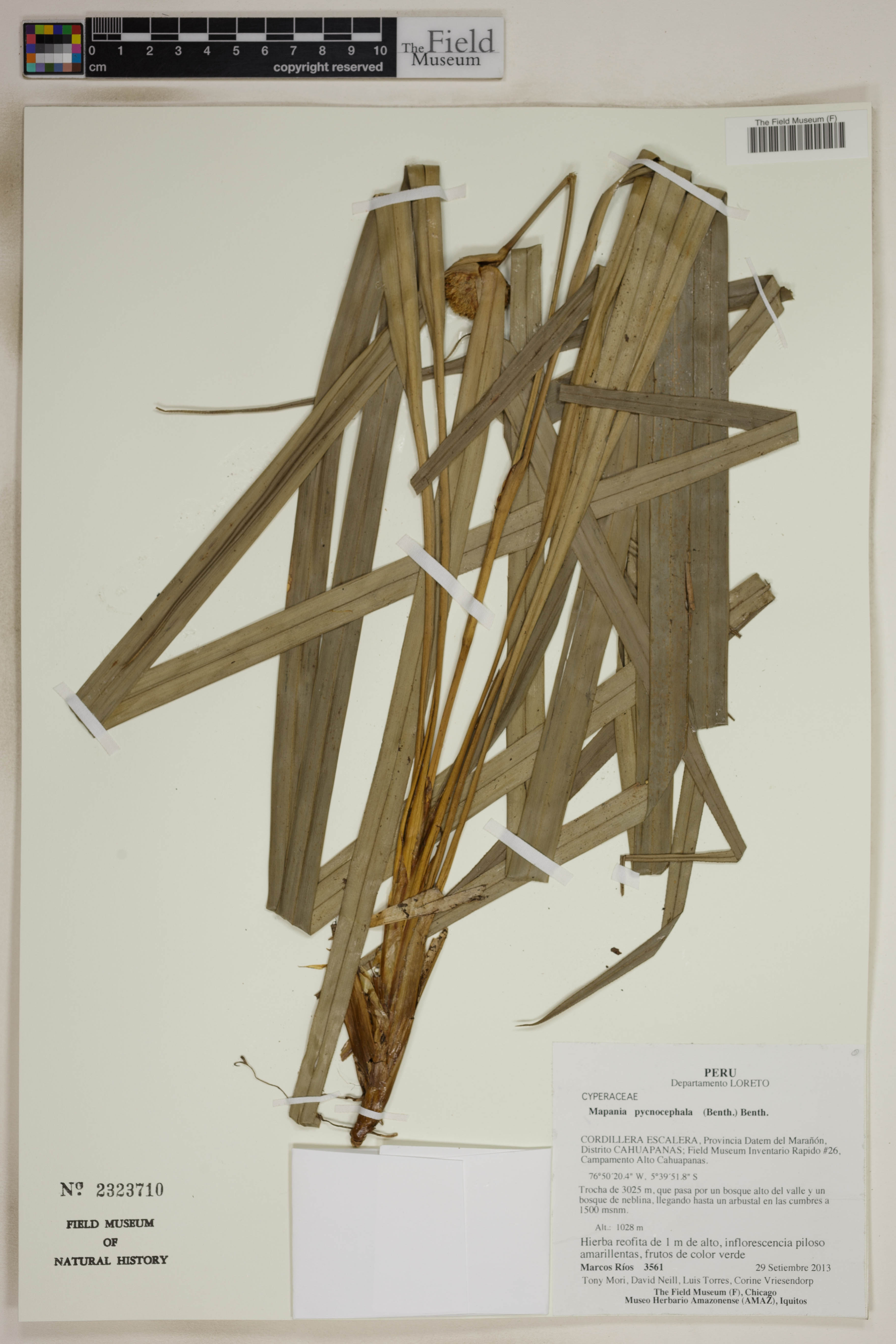 Mapania pycnocephala image