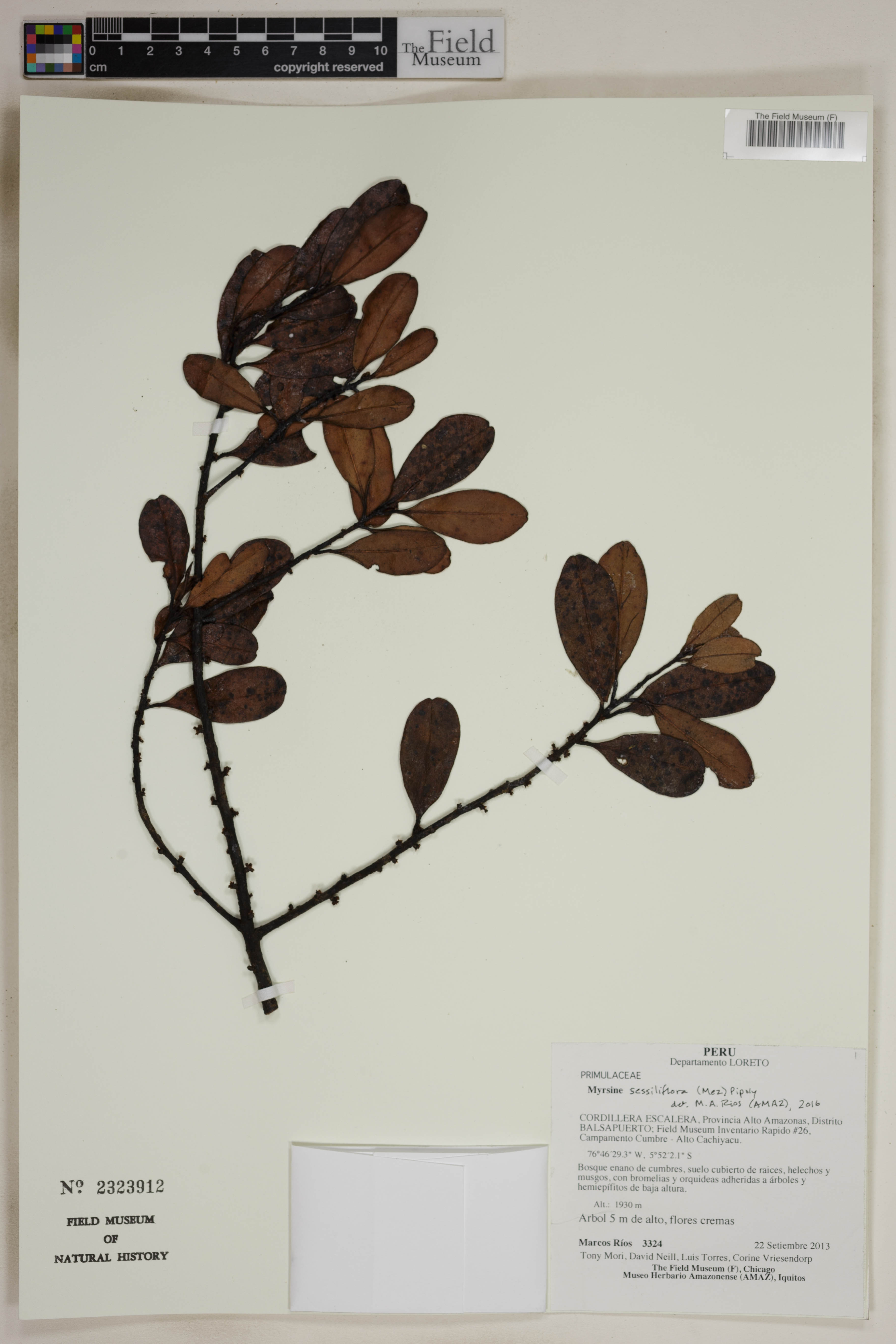 Myrsine sessiliflora image