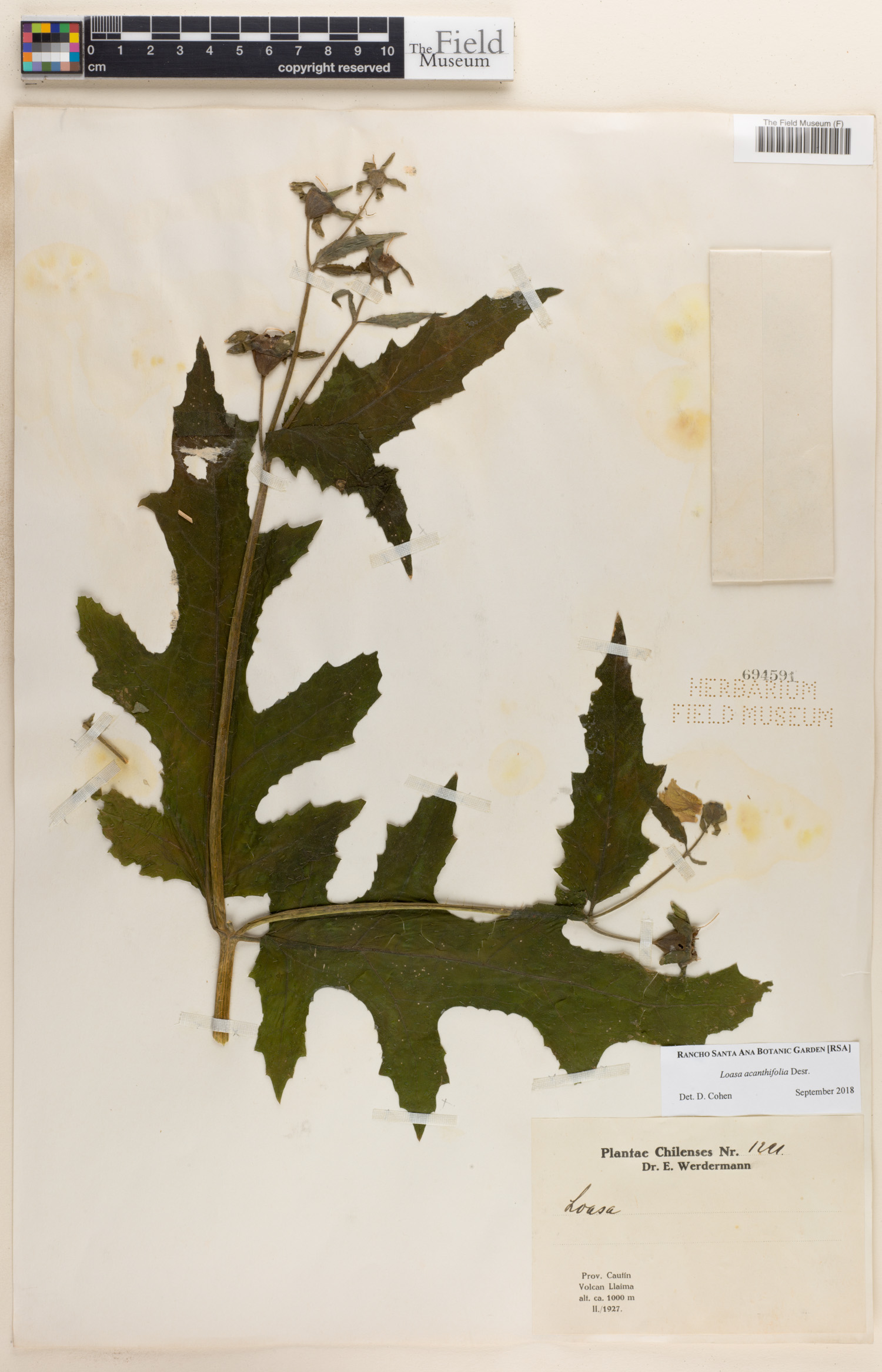 Loasa acanthifolia image