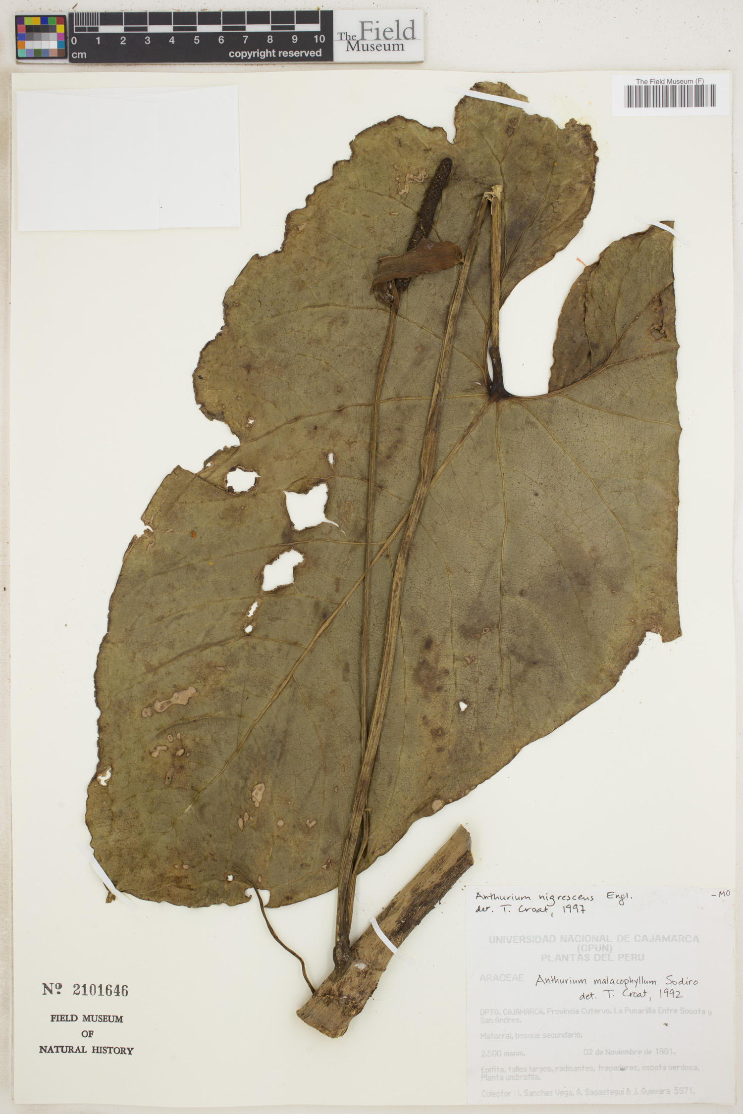 Anthurium malacophyllum image