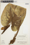 Anthurium nymphaeifolium image