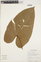 Anthurium nymphaeifolium image