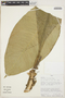 Anthurium oxycarpum image