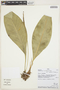 Anthurium oxycarpum image