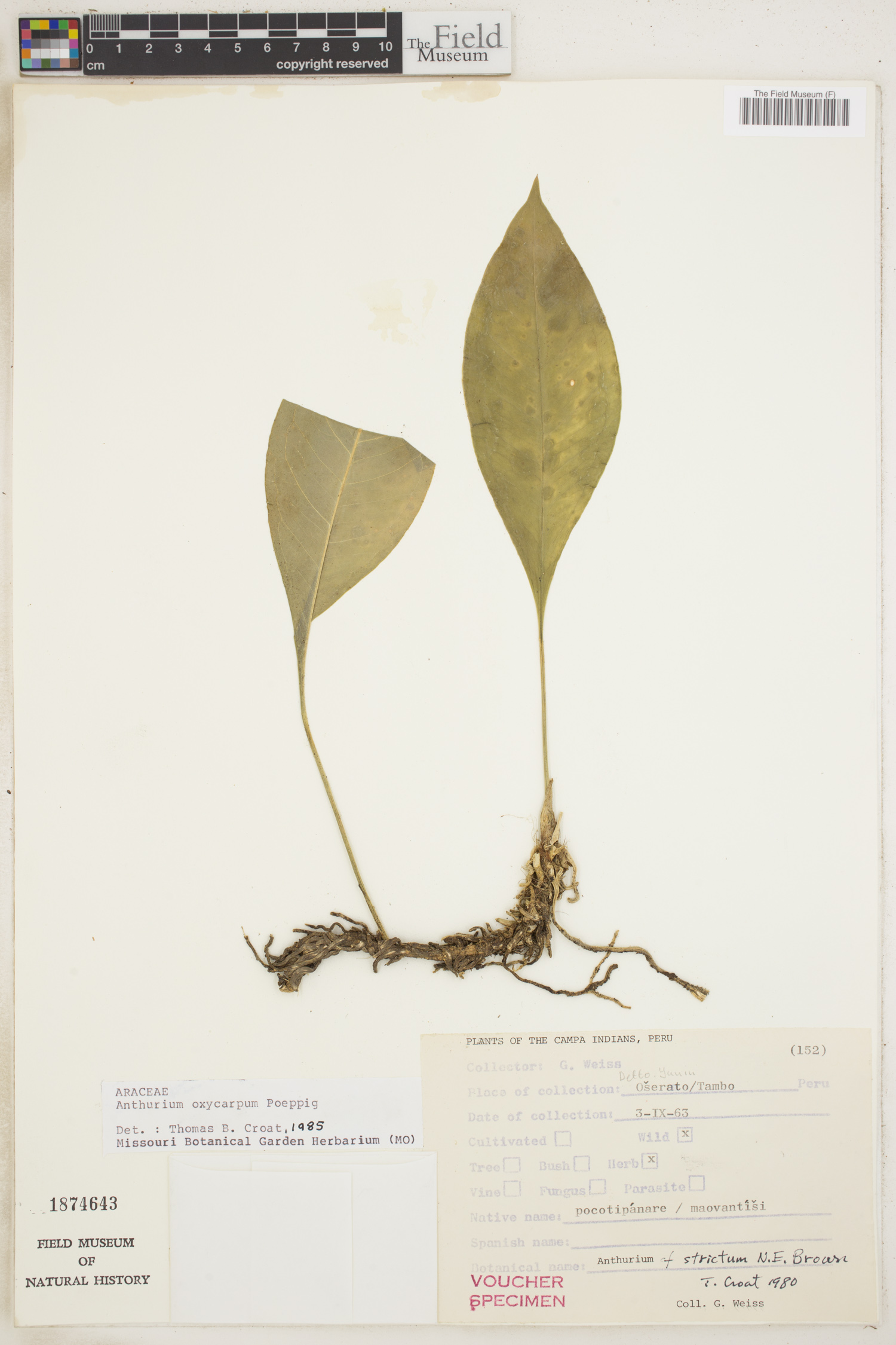 Anthurium oxycarpum image