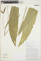 Anthurium oxyphyllum image