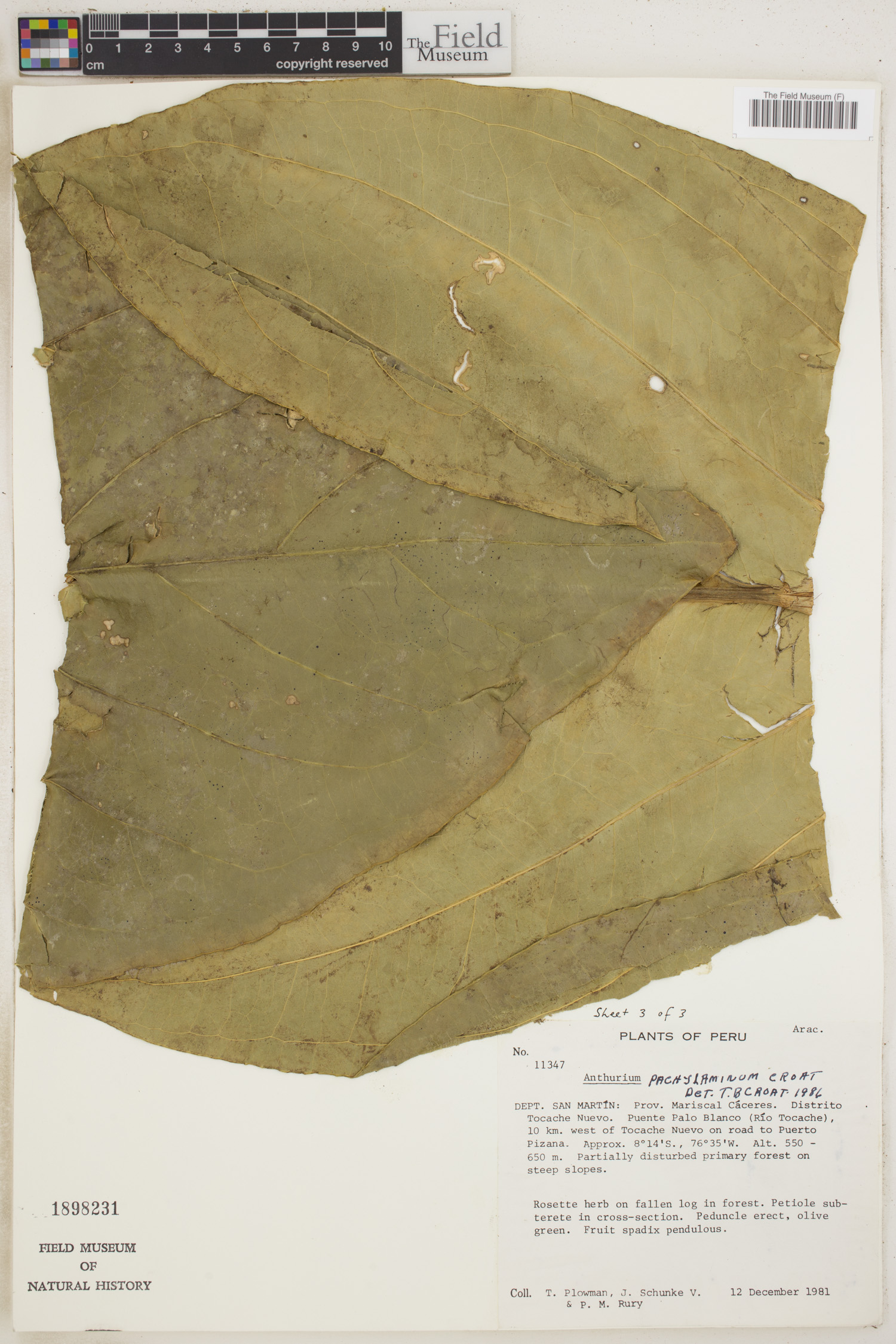 Anthurium pachylaminum image