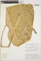 Anthurium panduriforme image