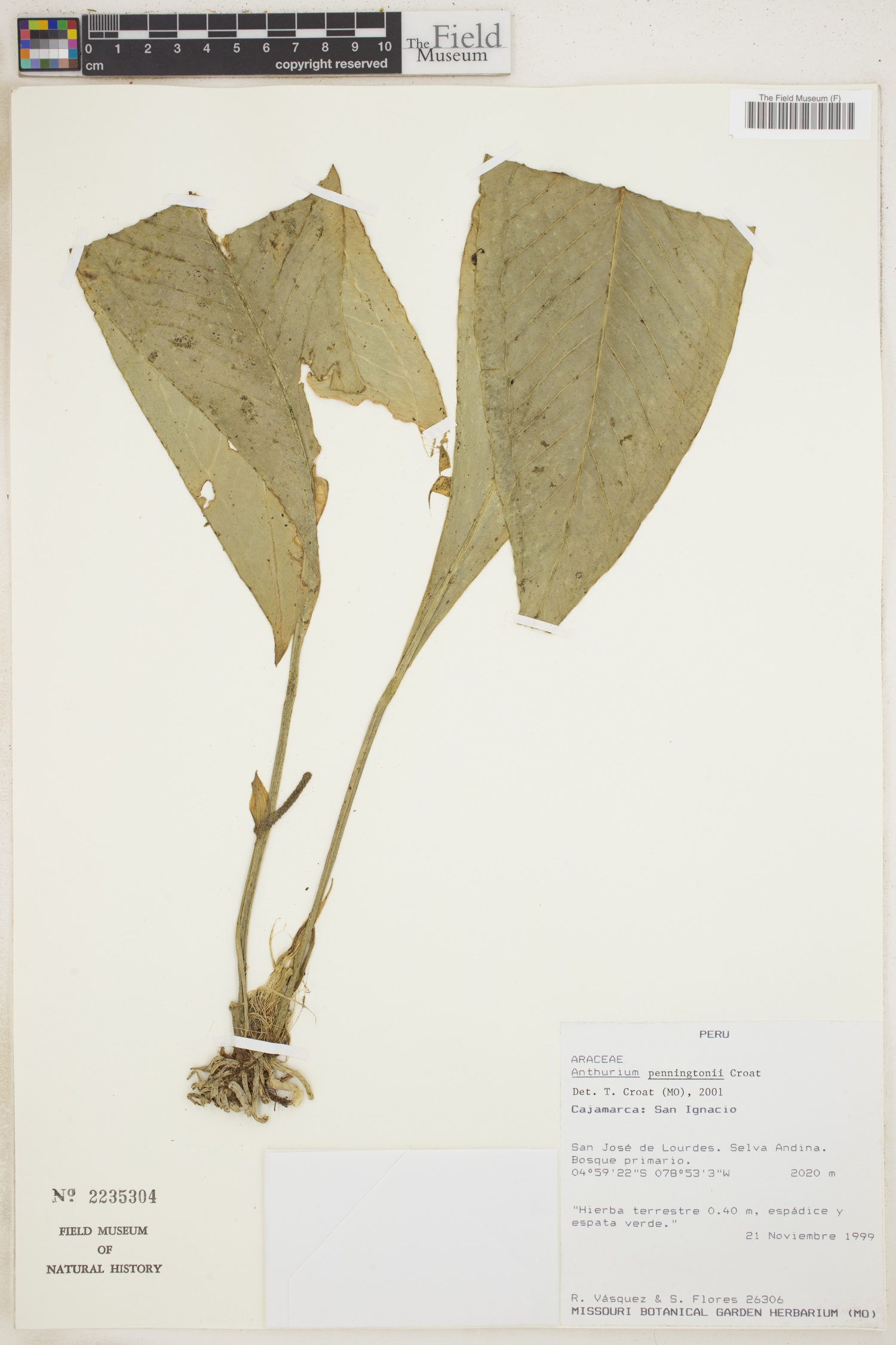 Anthurium penningtonii image