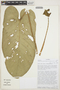 Anthurium phyllobaris image