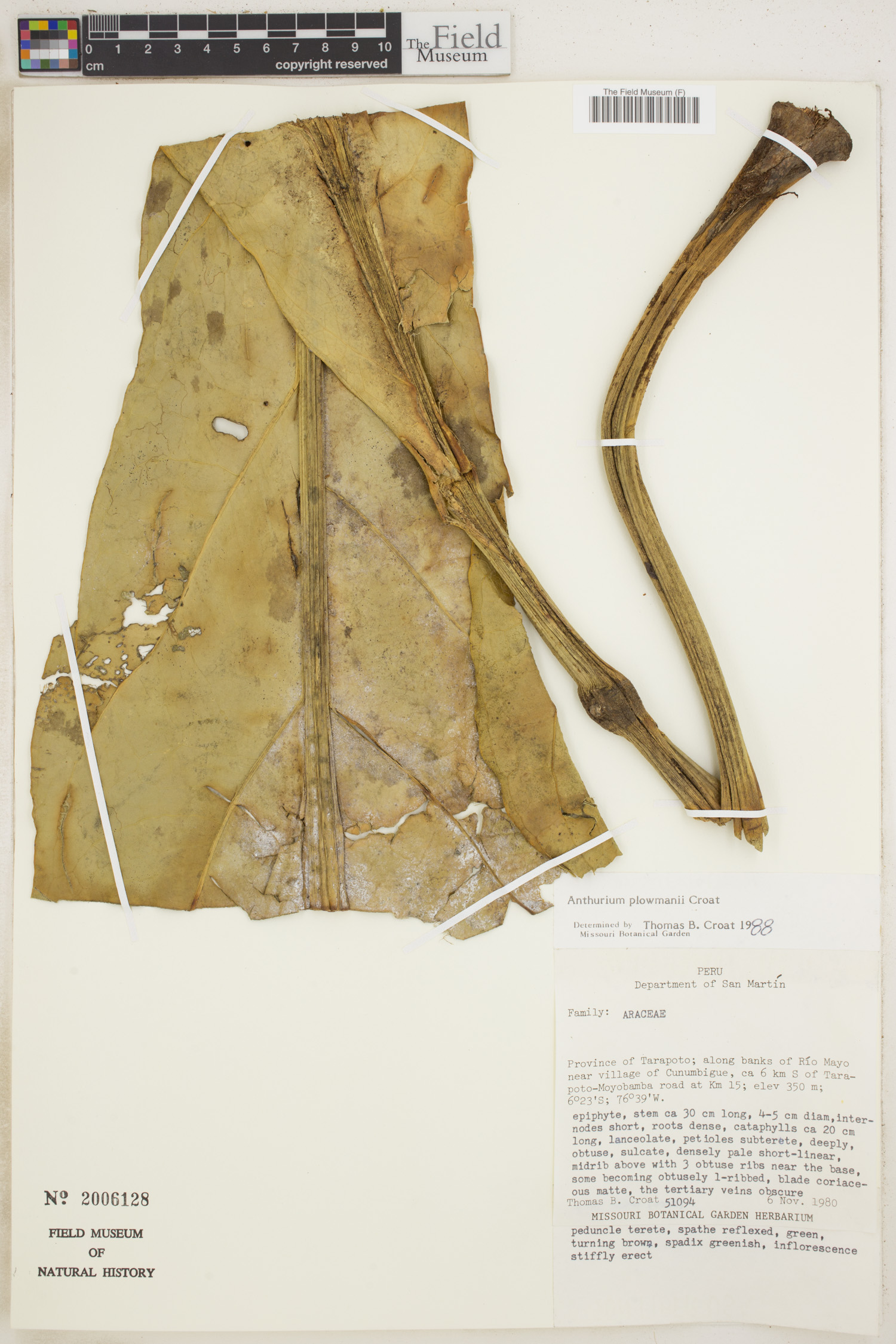 Anthurium plowmanii image