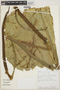 Anthurium plowmanii image