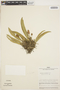 Anthurium pohlianum image