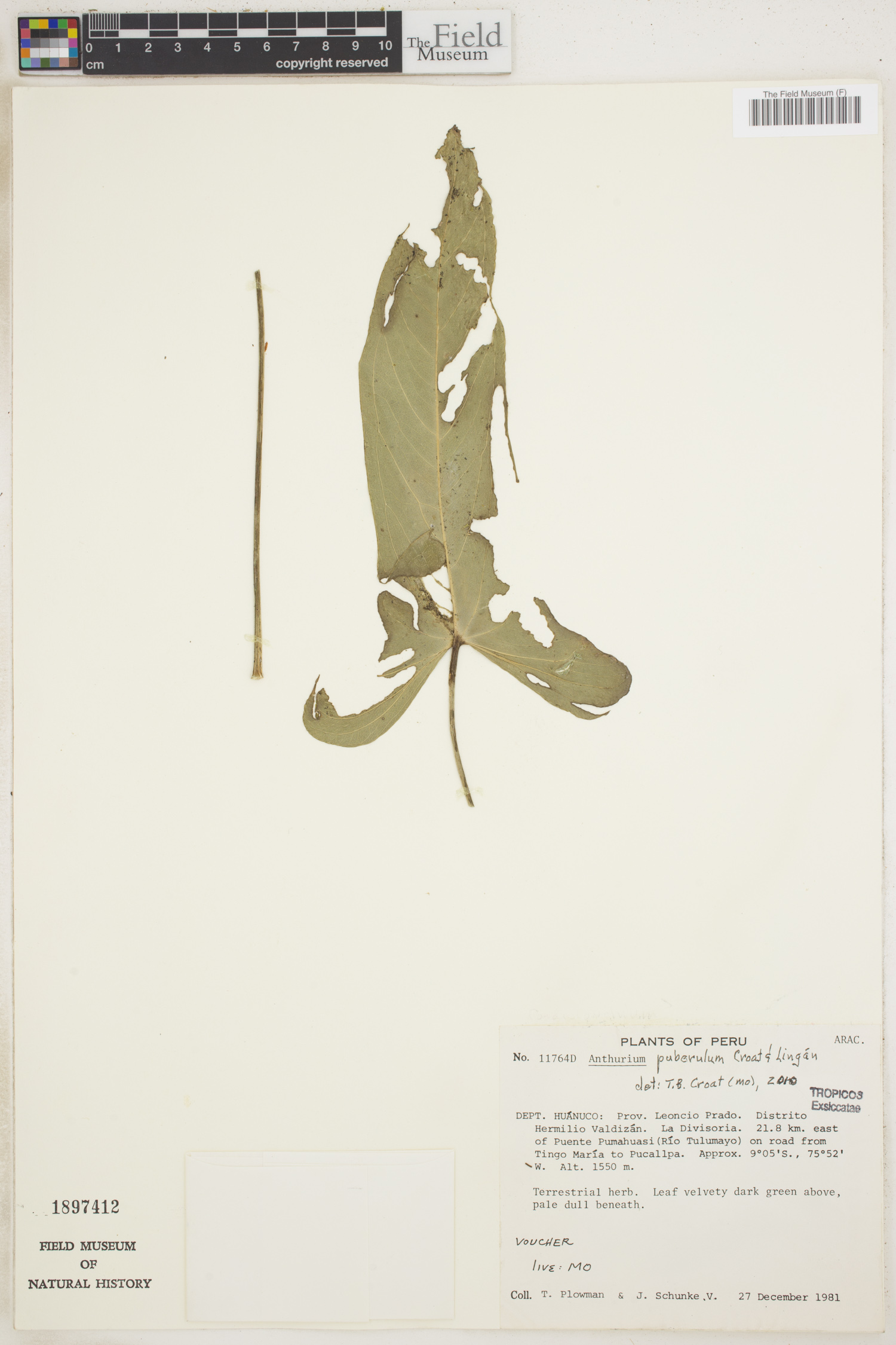 Anthurium puberulum