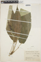 Anthurium reticulatum image