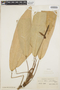 Anthurium reticulatum image