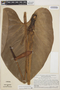 Anthurium roraimense image