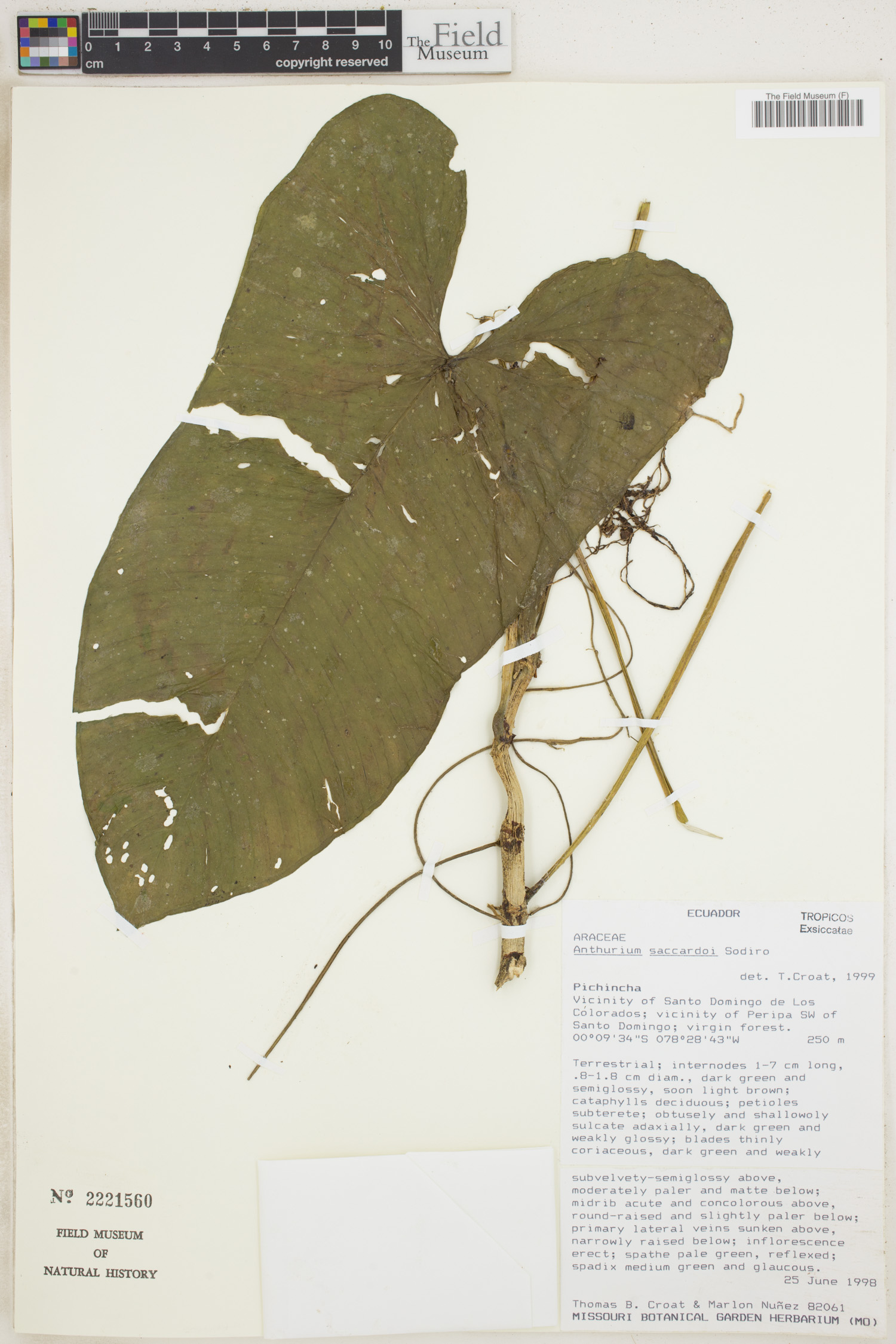 Anthurium saccardoi image