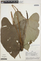 Anthurium sagittatum image