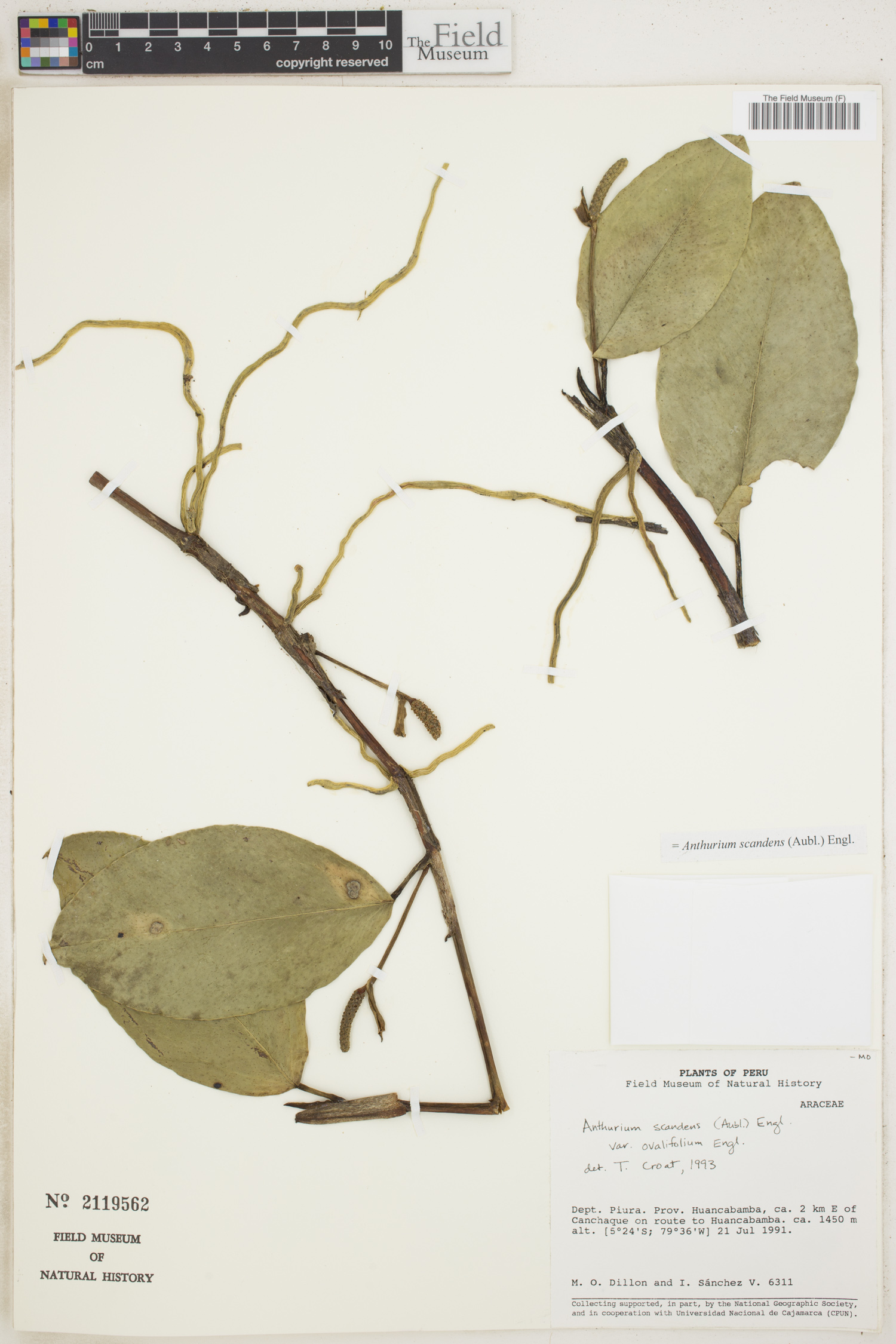Anthurium scandens var. ovalifolium image