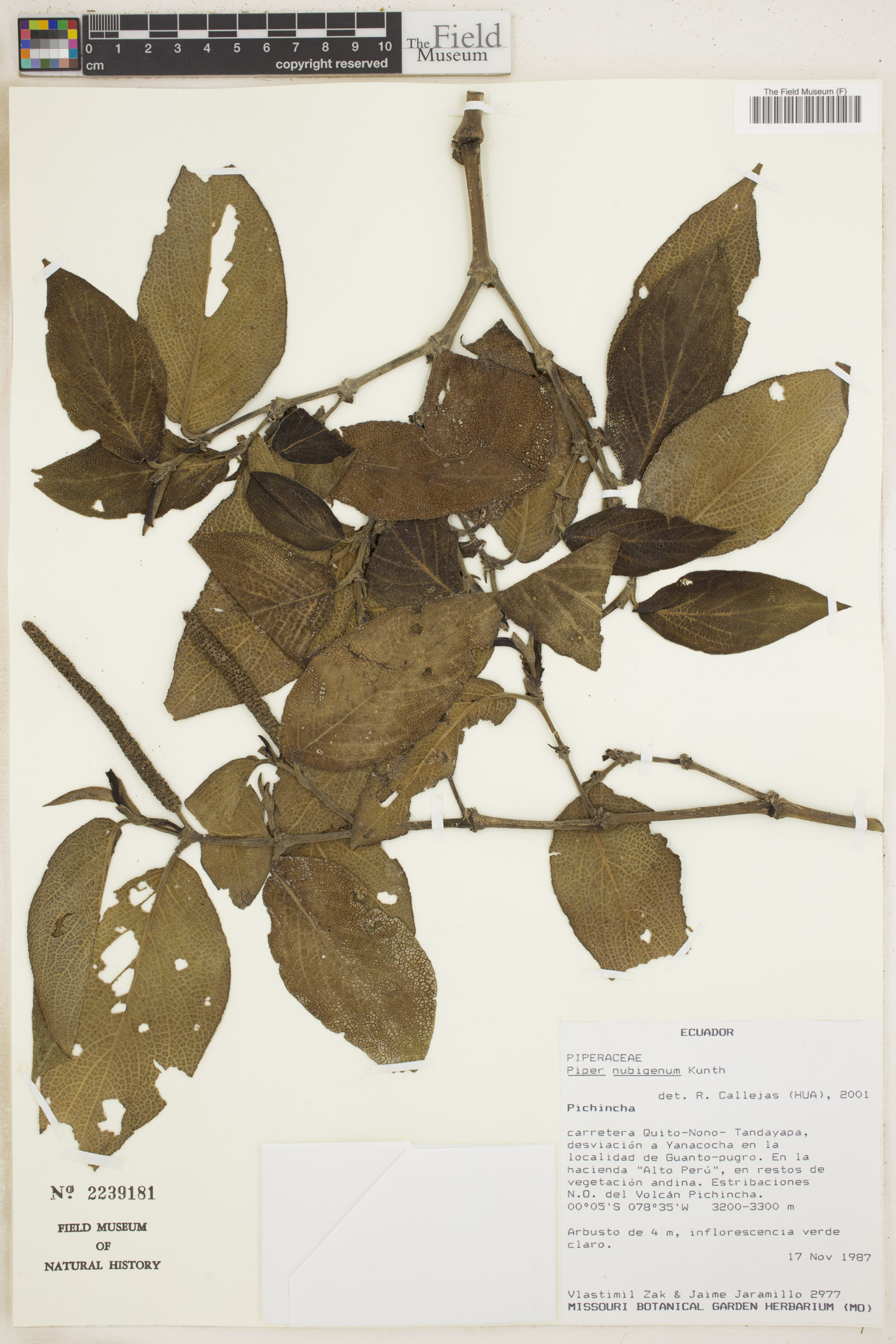 Piper nubigenum image