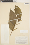 Piper ottoniifolium image