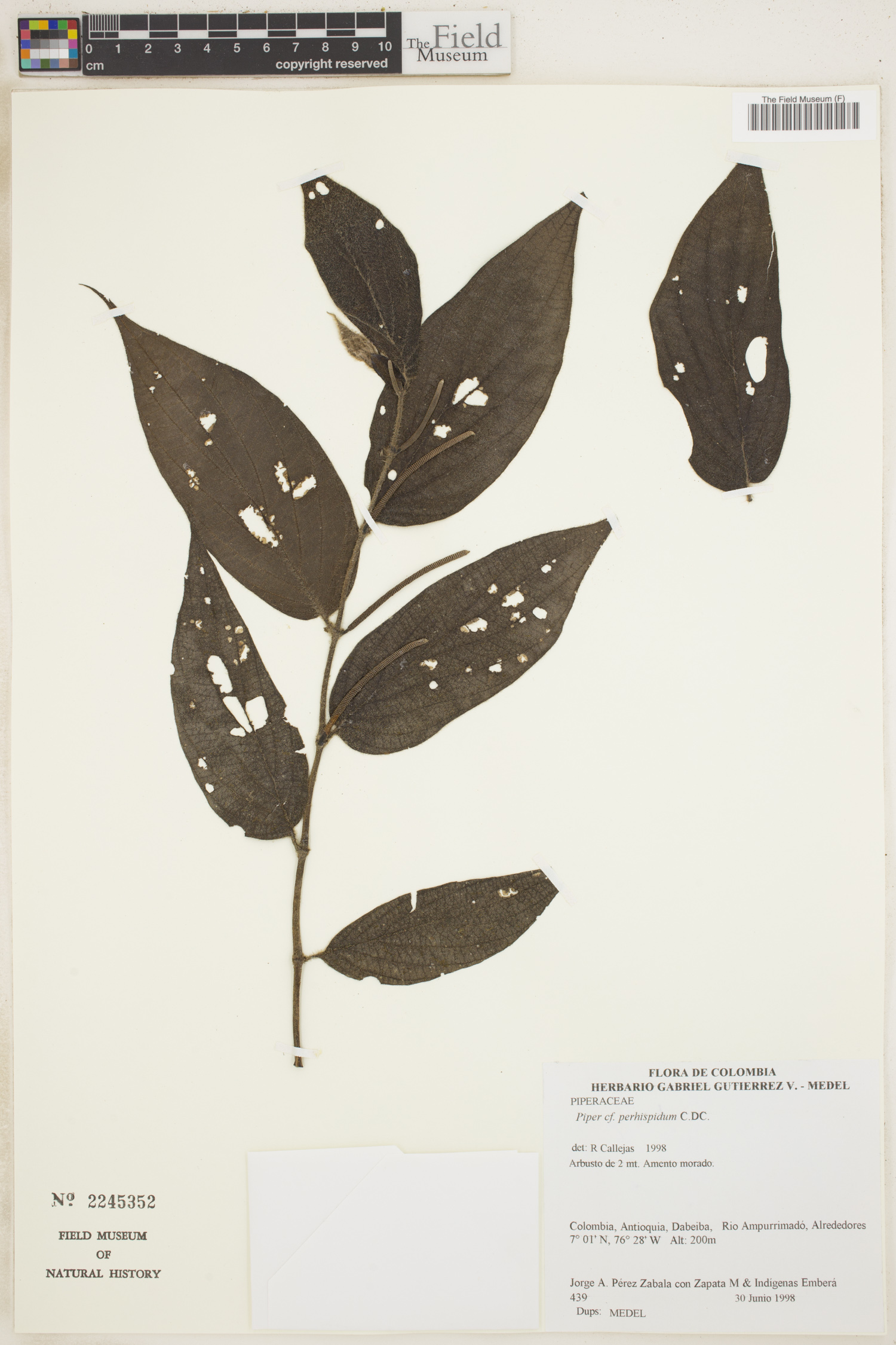 Piper perhispidum image