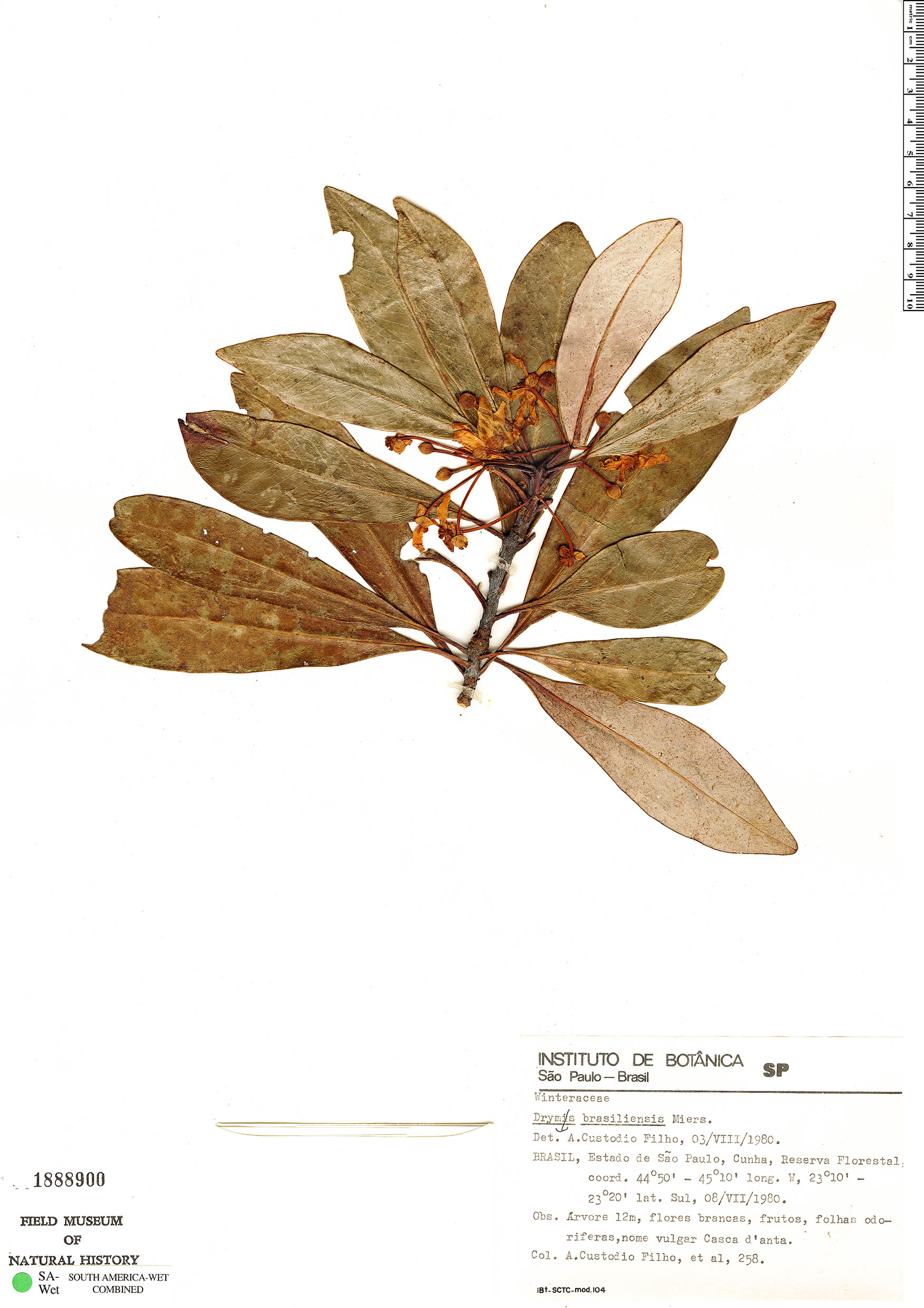 Winteraceae image