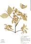 Malpighia mexicana image