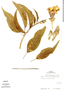 Ipomoea murucoides image