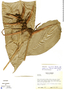 Heliconia mathiasiae image