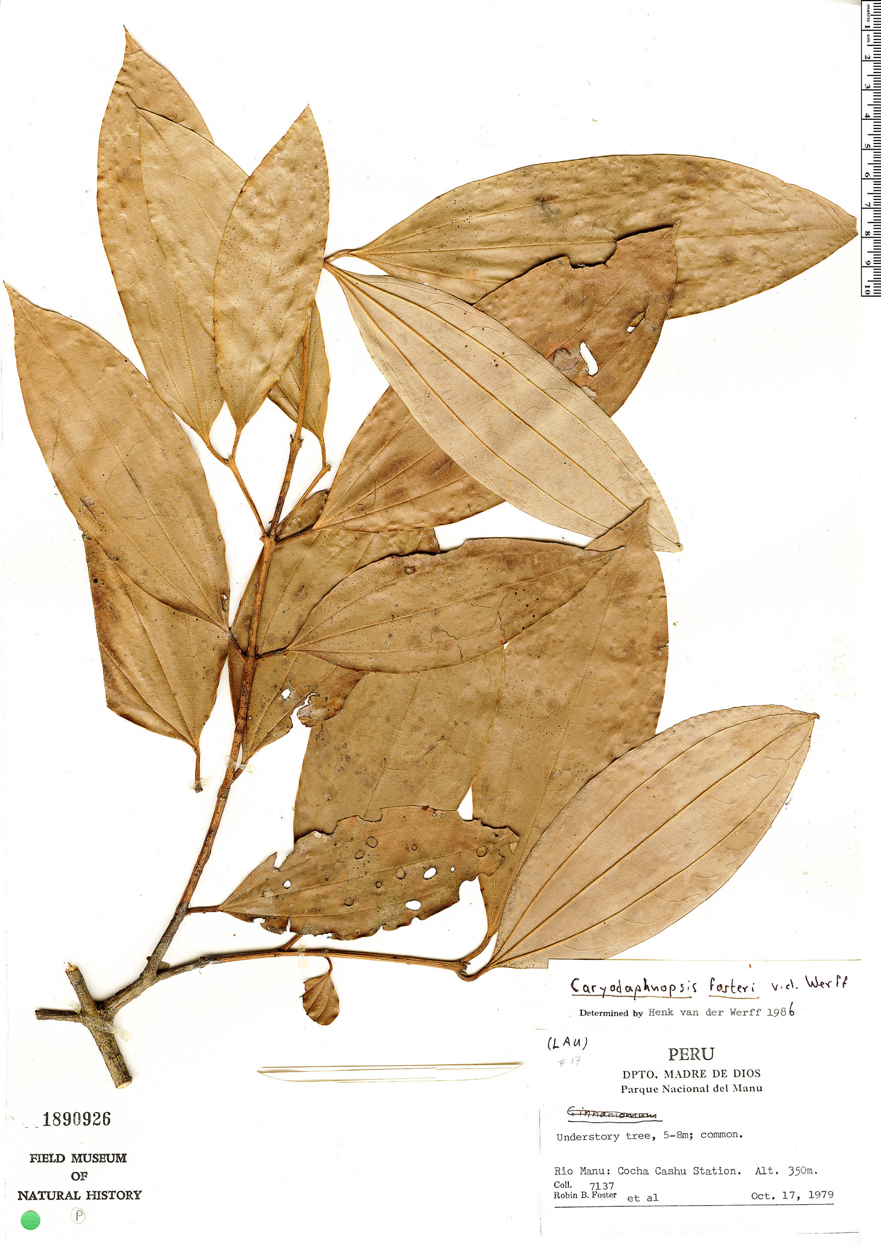 Caryodaphnopsis fosteri image