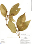 Besleria racemosa image
