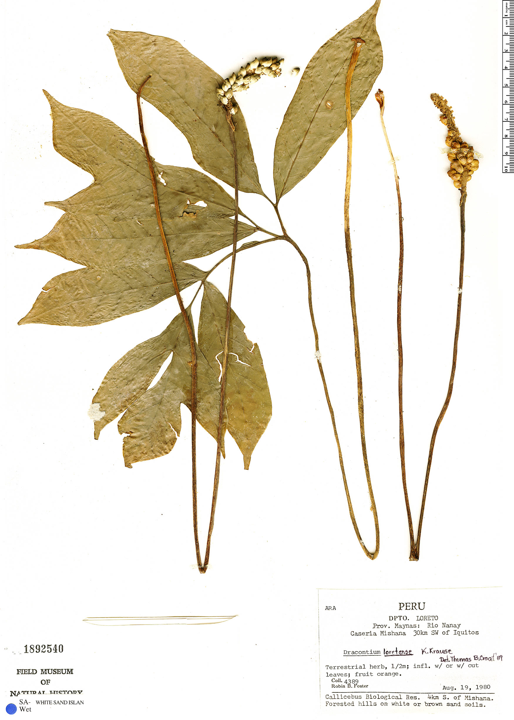 Dracontium angustispathum image