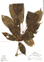 Tabebuia serratifolia image
