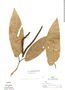 Piper bellidifolium image