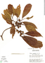 Sloanea meianthera image