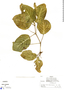 Fittonia albivenis image