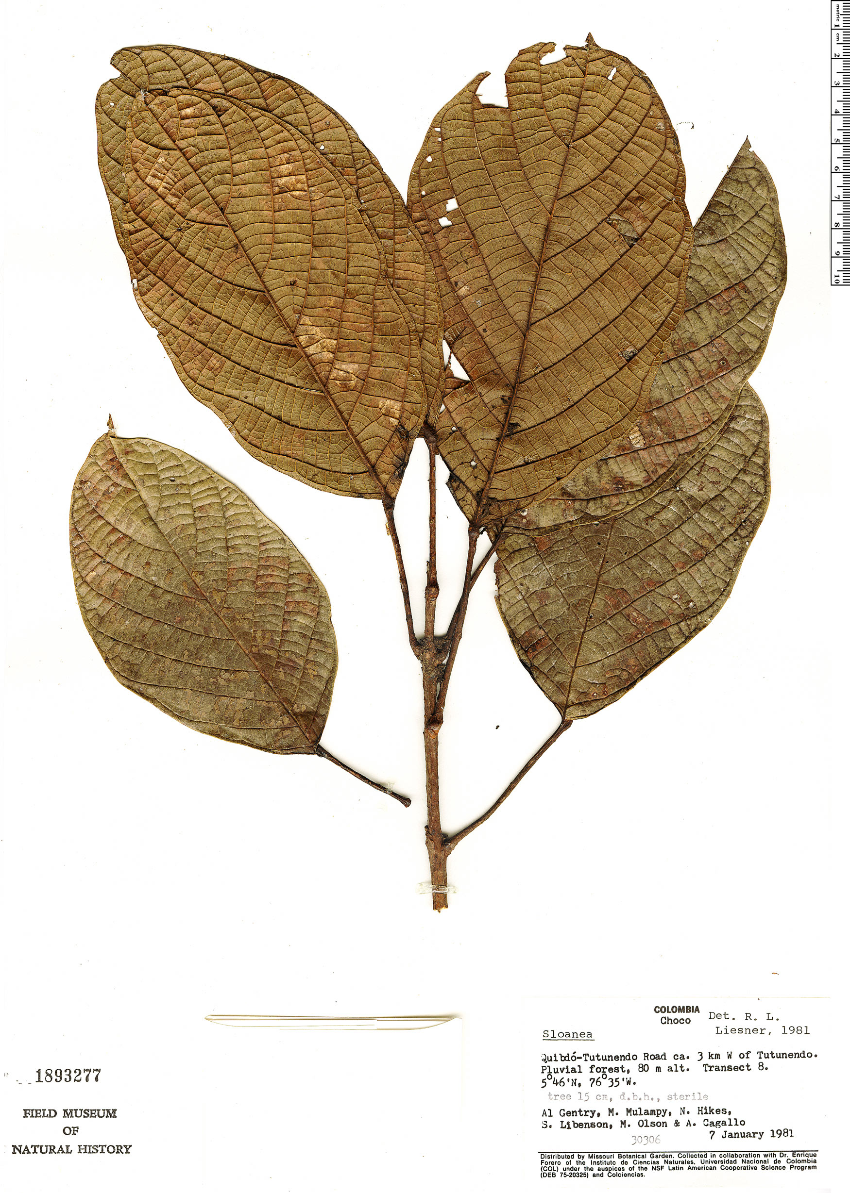 Sloanea esmeraldana image