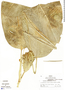 Calathea poeppigiana image