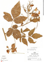 Serjania tenuifolia image