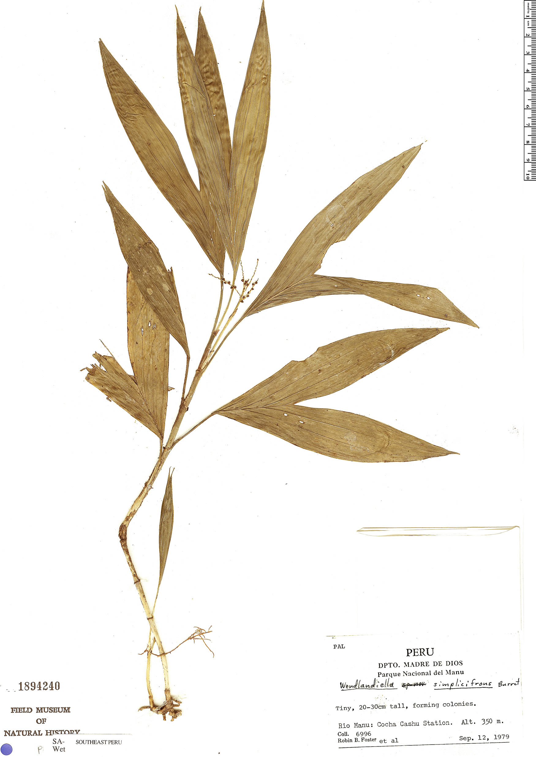 Wendlandiella gracilis var. simplicifrons image