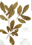 Tapura peruviana var. petioliflora image