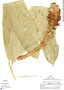 Renealmia thyrsoidea image