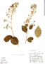 Banisteriopsis pulchra var. pulchra image