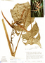 Heliconia fugax image
